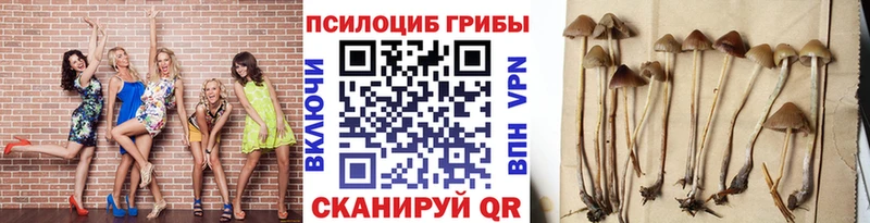 Галлюциногенные грибы Psilocybine cubensis  Кушва 